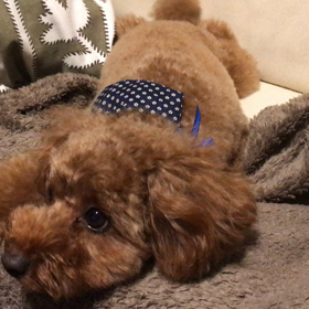 初の動画投稿？の画像