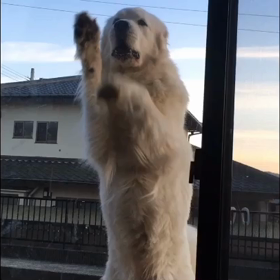 窓拭きルンルン( ^ω^ )の画像