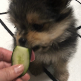 初キュウリの画像