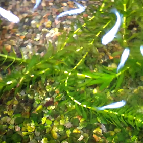 蒸し暑っ(ToT)の画像