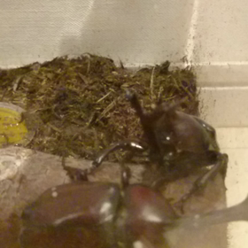 カブトムシの画像