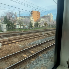 道中でお花見の画像