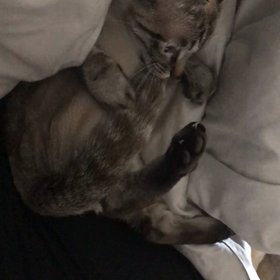 膝の上の攻防戦の画像