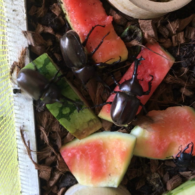 生まれて初めて見た！の画像