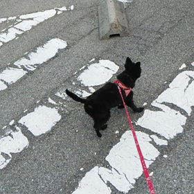 お泊まり　ココちゃんの画像