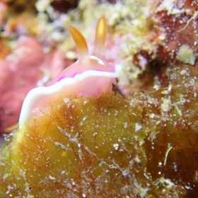 ウミウシダイブも最終日ー！の画像