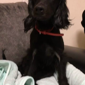 ゴメンなさい…でも可愛いな…の画像