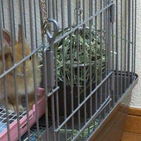 ほぼオモチャです。の画像