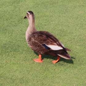 笑える衝撃映像、鴨さんの画像
