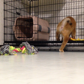 【くま動画】初日の画像