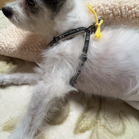 太郎とお話しの画像