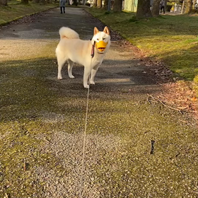 春ですねの画像