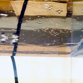 メダカの紹介その２　～透明燐（とうめいりん）～の画像