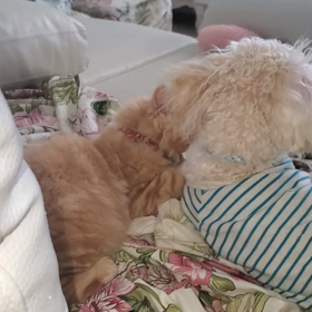 チャコチャンの画像