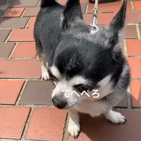 てへぺろの画像