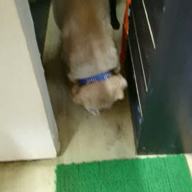 ハチ♂とナナ♀の画像