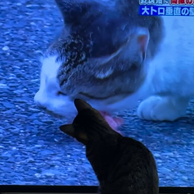 かわいい奴めの画像