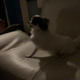 興奮カロ助の画像