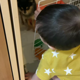 活発になった孫と犬と猫の関係の画像