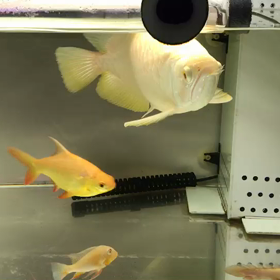 ただただ美しい。の画像