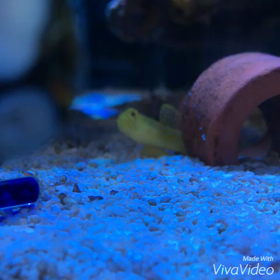 ギンガハゼ vs ニセモチノウオの画像