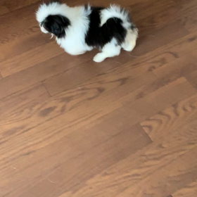 動いてるちーちゃんの画像