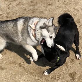 ハスキーのナナコと格闘するノアさん(๑˃̵ᴗ˂̵)の画像