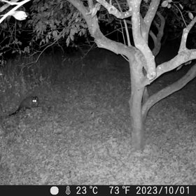 すぎぴたんの事件簿シーズン3　408話（カメラが気になる！気になるハクビシン）の画像