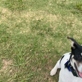 2022.07.13   桃太郎通信　テニスボール持来動画の画像