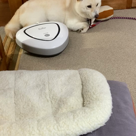 突かれても，へっちゃらの画像