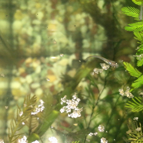 メダカ観察日記②天敵ヤゴ編の画像