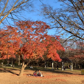 12月20日10わんこと2時間遠足　代々木公園表参道の画像