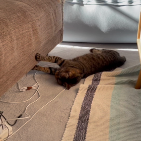 ソファは消耗品ですの画像