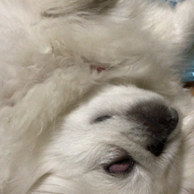 動画バージョンの画像