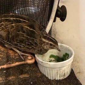 何かお尻から出たるるについて!!の画像