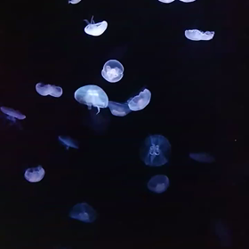 くらげで癒されるの画像