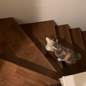 ぬいぐるみをベットまで運んでくれる猫の画像