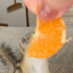 みかん♪の画像