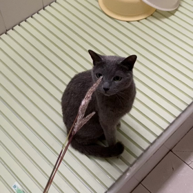 ジュニアにお土産の画像