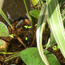 今日のメ ダカ達の画像