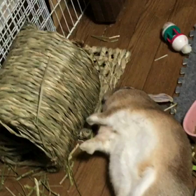 うちのペットの画像