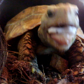 あうあうあう～～の画像