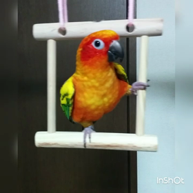 ぴーちゃんはポールダンサー。の画像