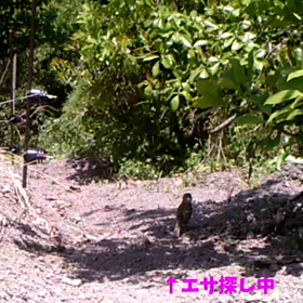 すぎぴたんの事件簿シーズン２　１８話の画像