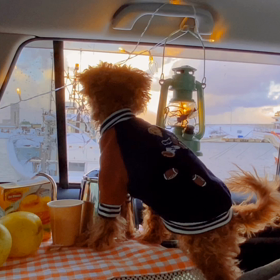 lazy Sundayの画像