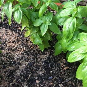 朝もぎバジルの画像