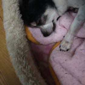 イビキかいて寝ています。の画像