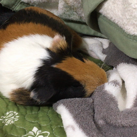 新年、初あくびだよ〜の画像