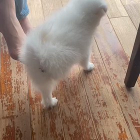 3本足のくーちゃん。の画像
