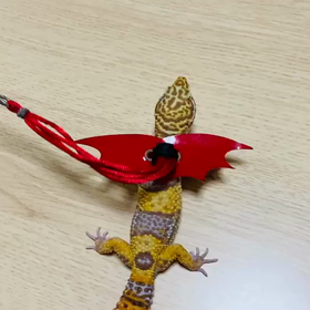 モカちゃん　リードつけてお散歩の画像